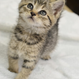 バタースコッチ！