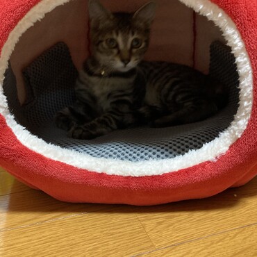 の写真