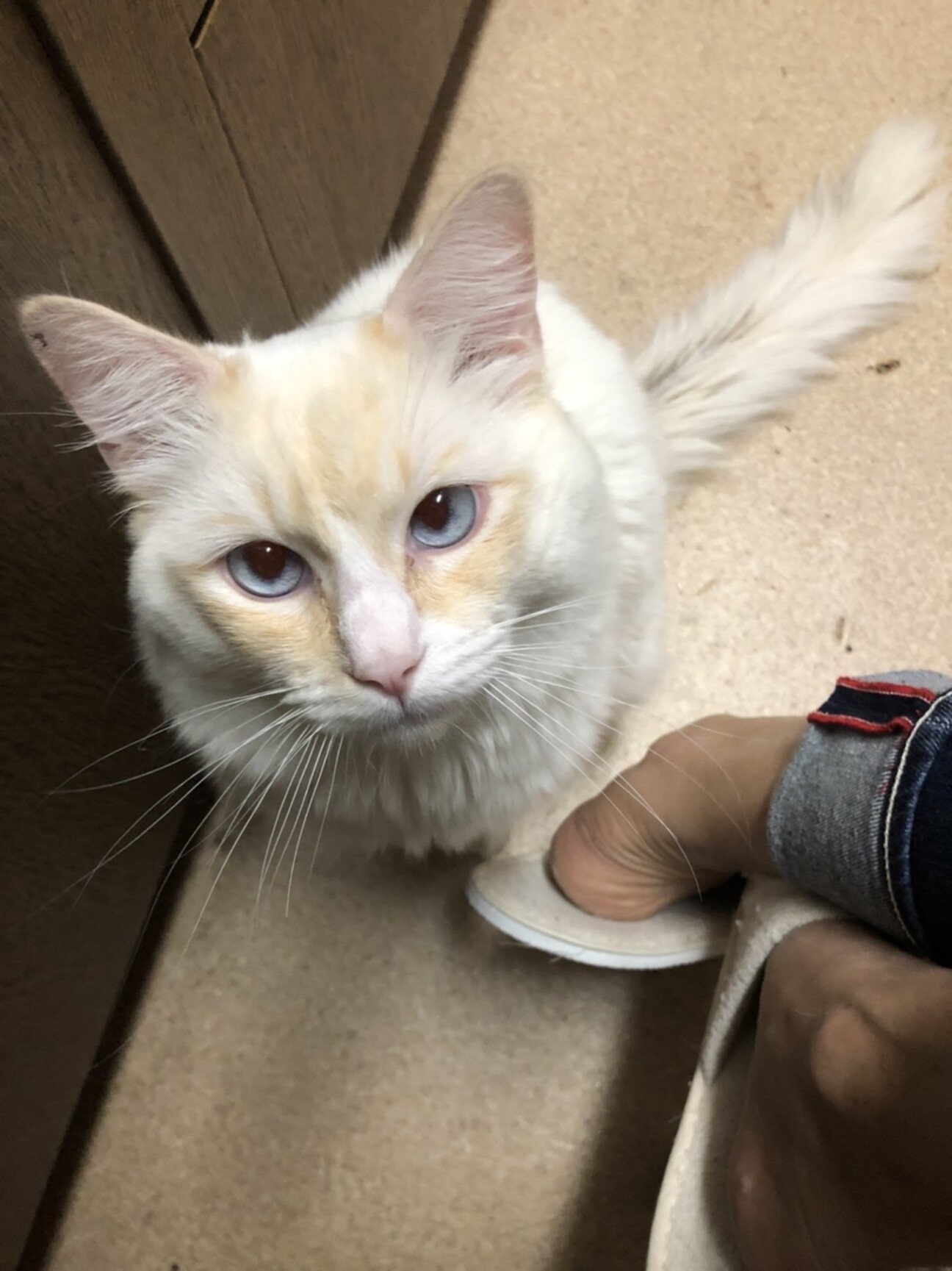 【トライアル決定】ラグドールの男の子　1歳♪ サムネイル1