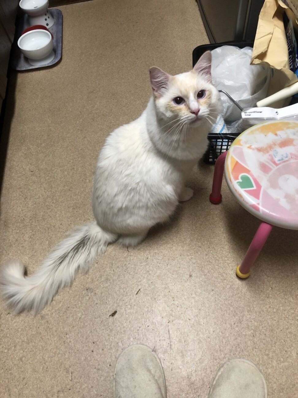 【トライアル決定】ラグドールの男の子　1歳♪ サムネイル2