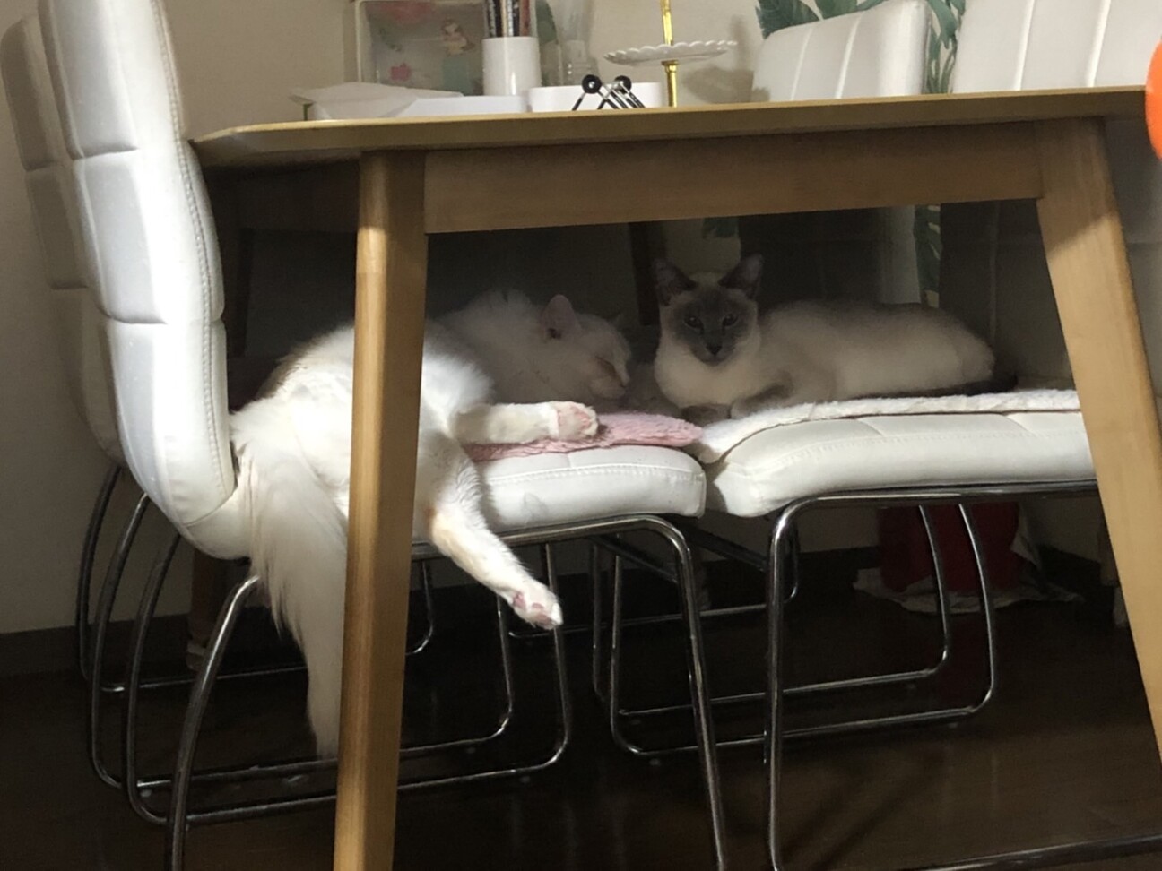 【トライアル決定】ラグドールの男の子　1歳♪ サムネイル3