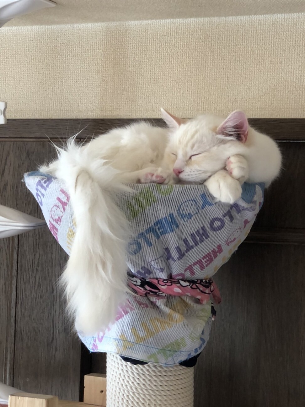 【トライアル決定】ラグドールの男の子　1歳♪ サムネイル4