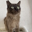 甘えん坊ゴロスリにゃんこ♡マイク