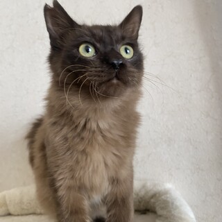 甘えん坊ゴロスリにゃんこ♡マイク