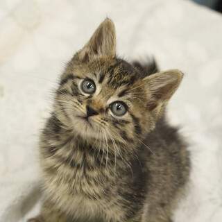 マリゴールド！