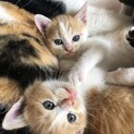 優しいお母さん猫と子猫たち