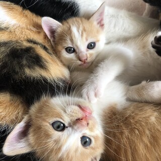 優しいお母さん猫と子猫たち