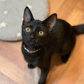 ツヤツヤブラックの甘えん坊くん