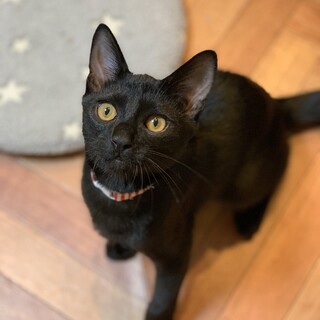 ツヤツヤブラックの甘えん坊くん