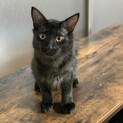 スモーキーブラックのかっこいい縞模様の子猫