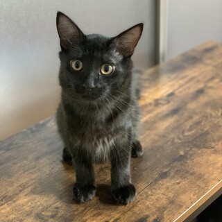 スモーキーブラックのかっこいい縞模様の子猫