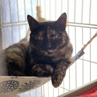 かわいい声の元ヤンママ小梅ちゃん