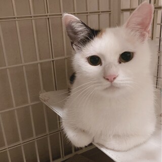 白三毛おこめちゃん