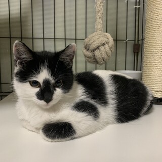 保護した子猫の里親募集