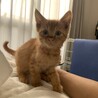 急募　約2ヶ月の茶トラ君です！ サムネイル6
