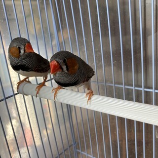 里親決定　キンカチョウ