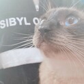 シャム系猫 御家族募集です