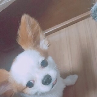 パピヨン1才6ヶ月