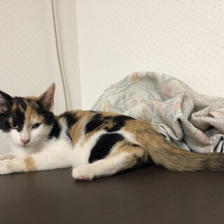 元気な子猫です(^○^)