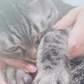 サバトラ系猫ちゃん 里親募集