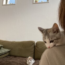 里親募集中のコたち