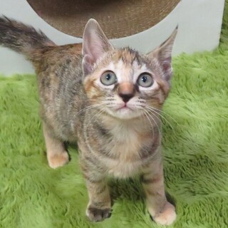 コカ☆女の子　2ヶ月半