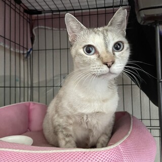   甘えん坊な女の子