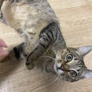 11/14 譲渡会参加  推定1歳女の子