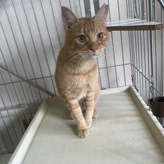   丸顔の可愛い男の子