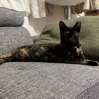 性格が面白いサビちゃん