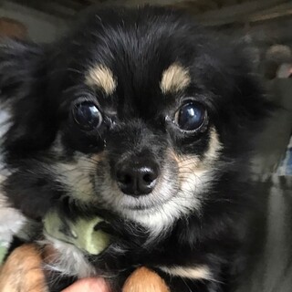 ♥ミミちゃん♥ちょっとビビりなチワワの女の子