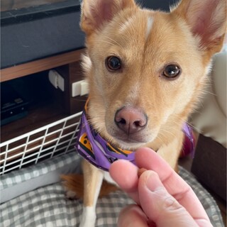 野犬の子レン！つぶらな瞳が可愛い❣️