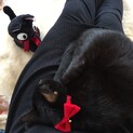 甘えん坊黒猫さん