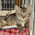 人懐こい子猫"銀太"くん