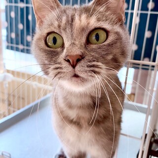 小柄なパステルサビの女の子！ココちゃん