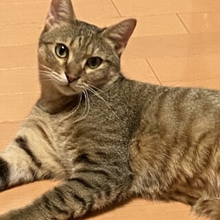 人より猫大好きなピータン（アビから改名）くん