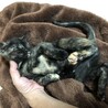 5ヶ月さびちゃん サムネイル3