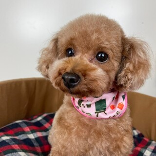 かまってちゃんトイプー　チャイちゃん