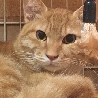 千くん　抱っこできます！ 夢中で遊びます！【動画】