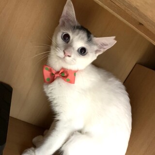 ブルーアイの美人さん　6か月