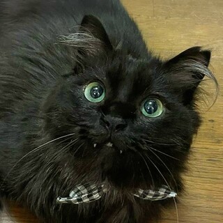 【おうちde譲渡会】マックスくん♡４～５歳