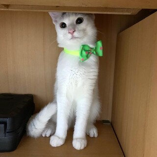 長ーいまっすぐなしっぽ　6か月男の子