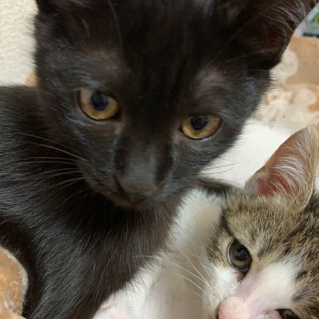 れすきゅーねこ隊のカバー写真