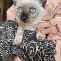 （代理募集）シャム猫風な子猫ちゃん