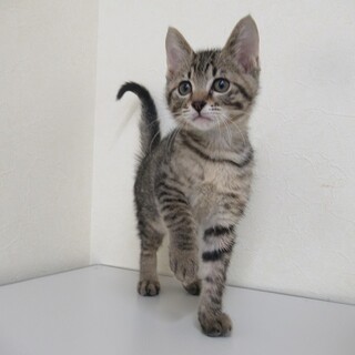 里親決定！保健所収容：仮名・とんちゃん♂