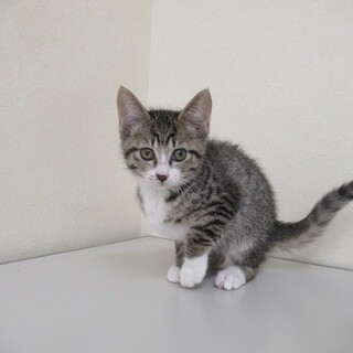 保健所収容：仮名・けいちゃん♀