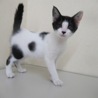 里親決定！保健所収容：仮名・もうちゃん♀