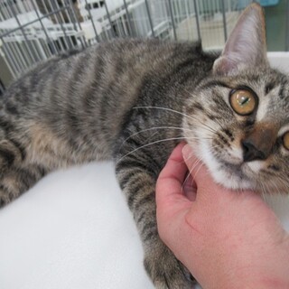 里親決定！保健所収容：仮名・ふく丸♂