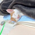 【噛まない優しい白猫くん】