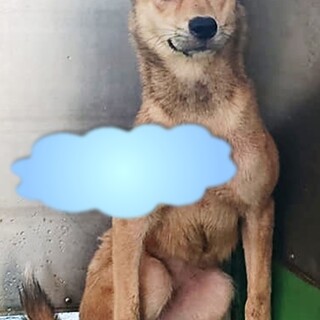 【感謝】繋がります！野犬女子ゆぅちゃん♀　茶色